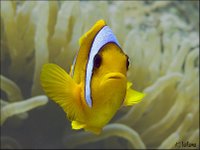 Anemone fish, Red Sea by Kalle Valkama