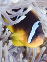 Anemone fish, Red Sea by Kalle Valkama