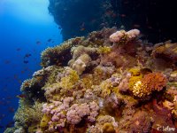 Elphinstone Reef, Safaga by Kalle Valkama