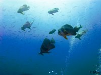Bat fish on Thistlegorm by Kalle Valkama